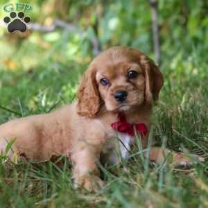 George, Cocker Spaniel Puppy